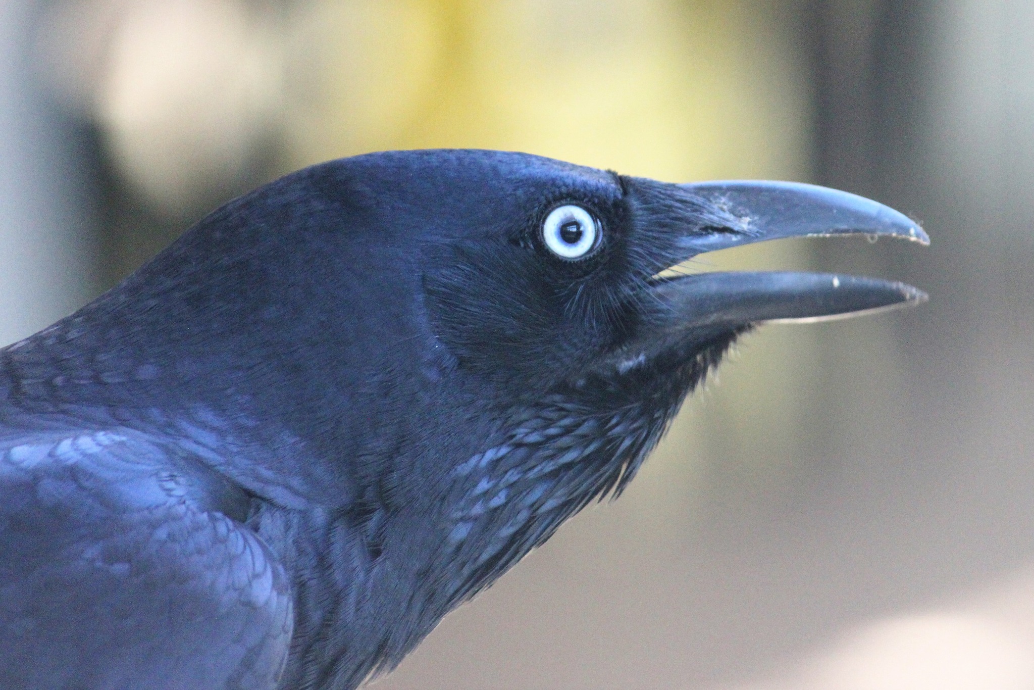 Native Birds in Australia | Torresian Crow - Lillybrook, Queensland ...