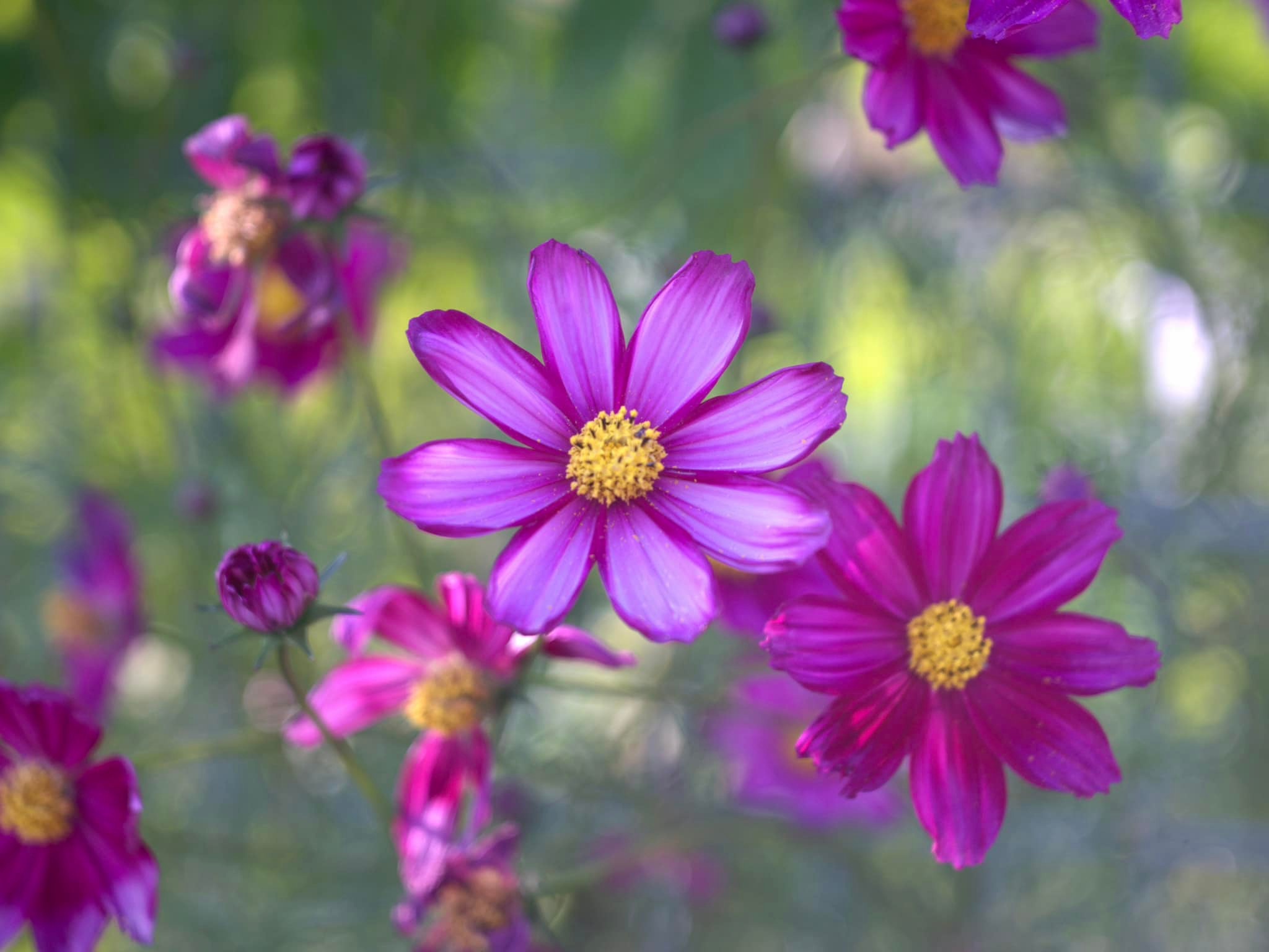 小西六 Pearl IV Hexar 75mm F3.5 Konishiroku ( Konica ) Pearl IV