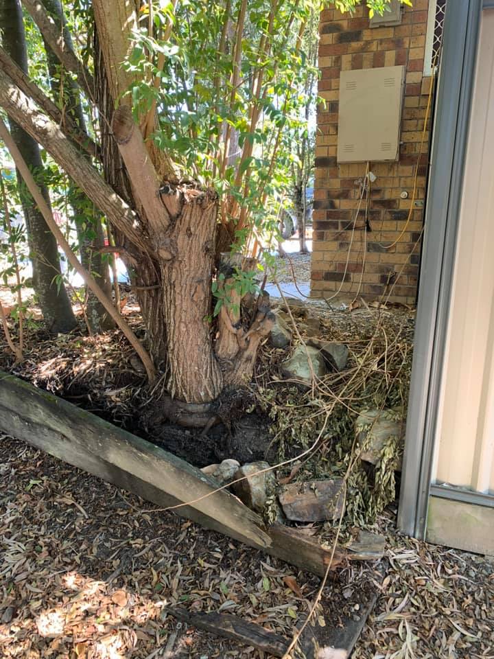 Maximus Tree & Stump removal | Gold Coast QLD