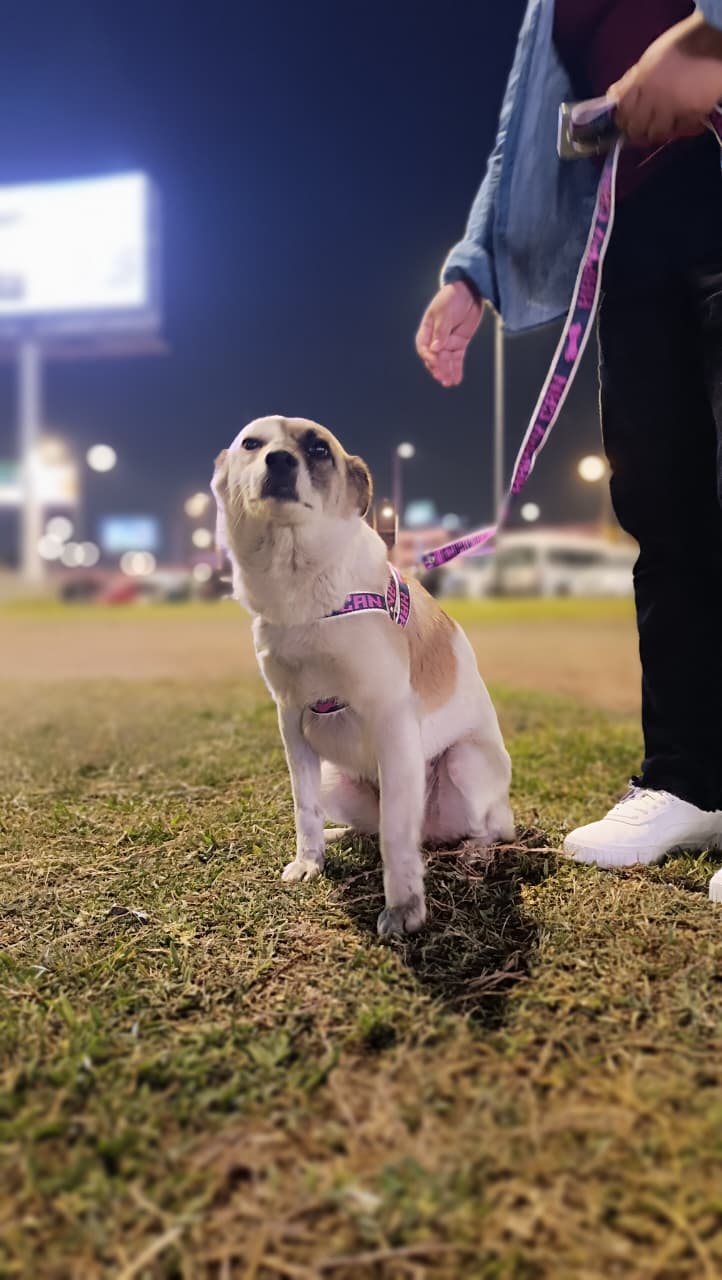Adopciones Y Rescates Lima Perú 🐱🐶 | **Dalia busca un hogar lleno de ...