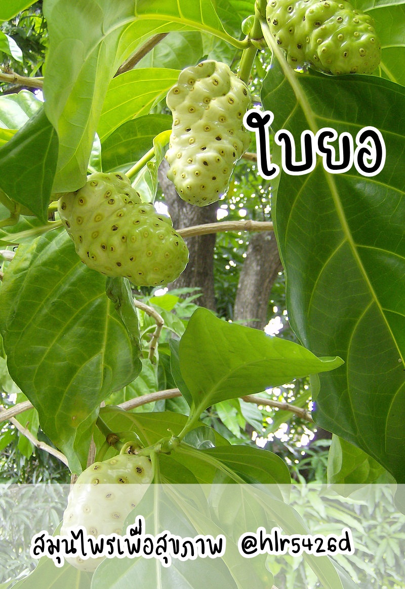น่าอัศจรรย์ใจที่รสขมของใบยอ... - มาส์กหน้าทองคำวาลิน่า Walina | Facebook