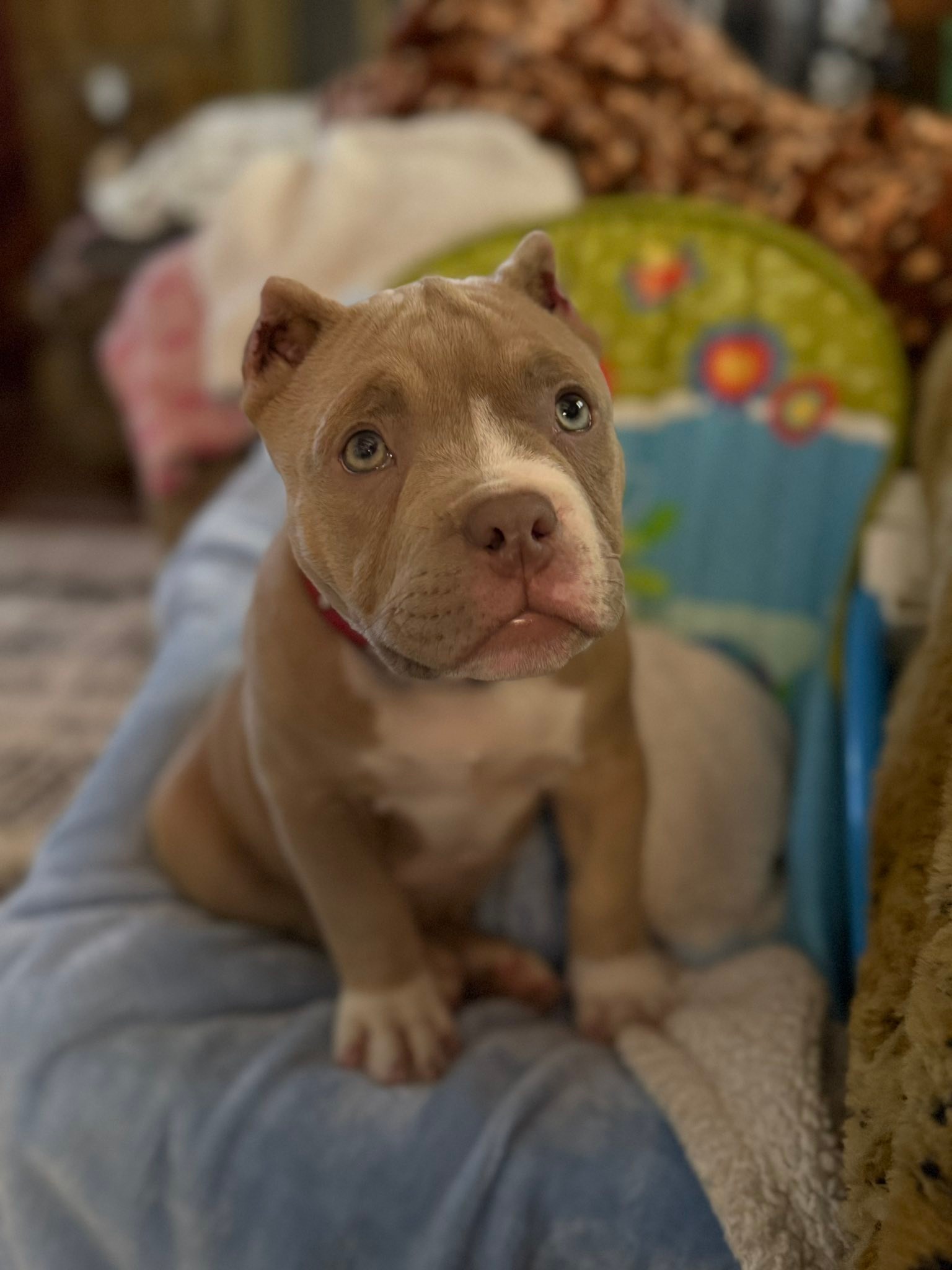 Michelle - We are pleased to introduce Hafa, a micro American bully who ...