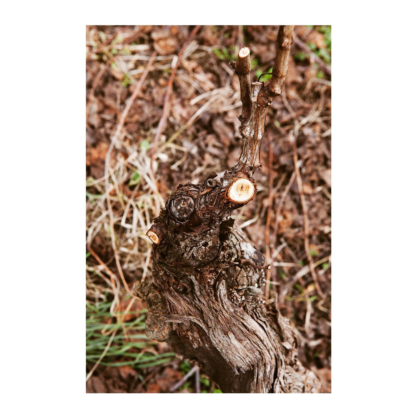 Our vineyards are pruned... - Il Botolo Azienda Agricola | Facebook