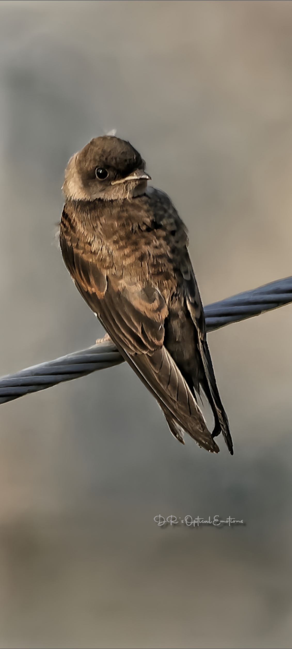The Sandmartin26582302