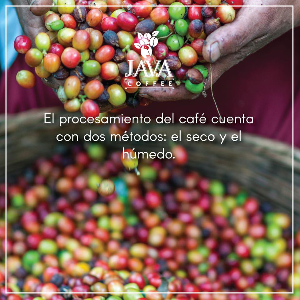 Java Honduras - El método seco consiste en extender los...