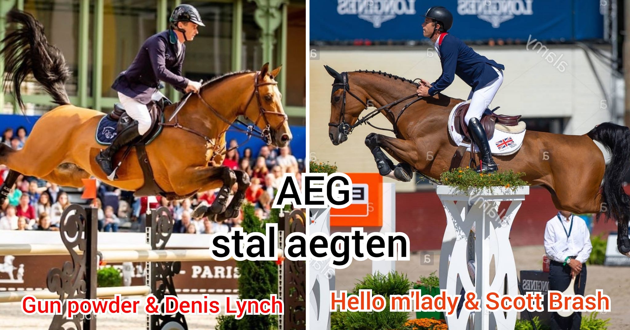 Mister Masters 111 Z: this beautiful gelding remarkably resembles his ...