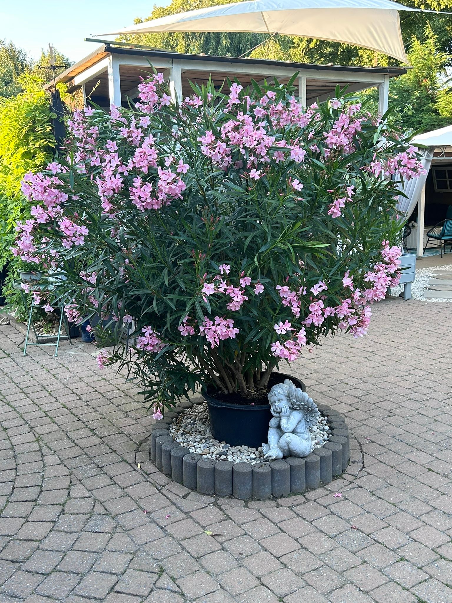 Hatte ja mal den Oleander im ersten Bild gepostet. Da wurde mir ja geraten, einen größeren Topf zu nehmen. Das größte was ich gefunden habe, war ein Speissfass. Das ist jetzt daraus
