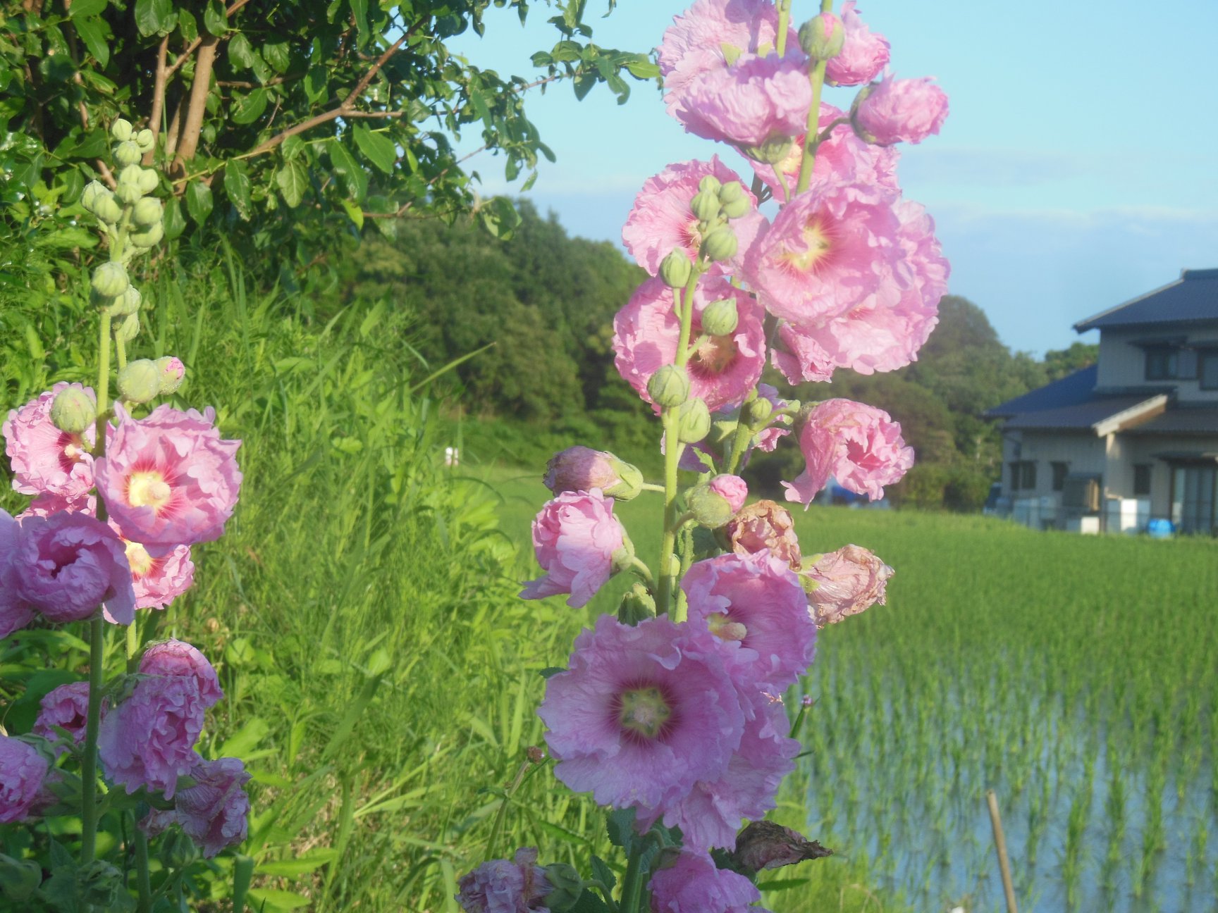 This flower is abundant in Japan. It has various colors so pretty.