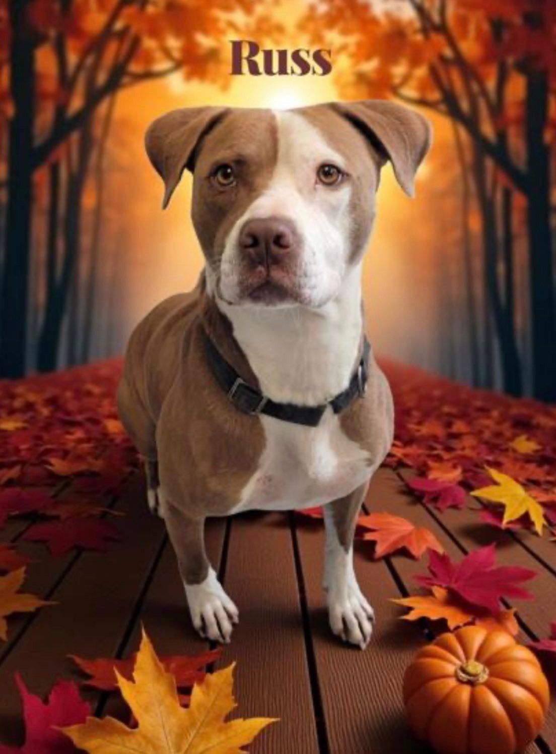 Lab/bulldog mix needs adopter or foster
