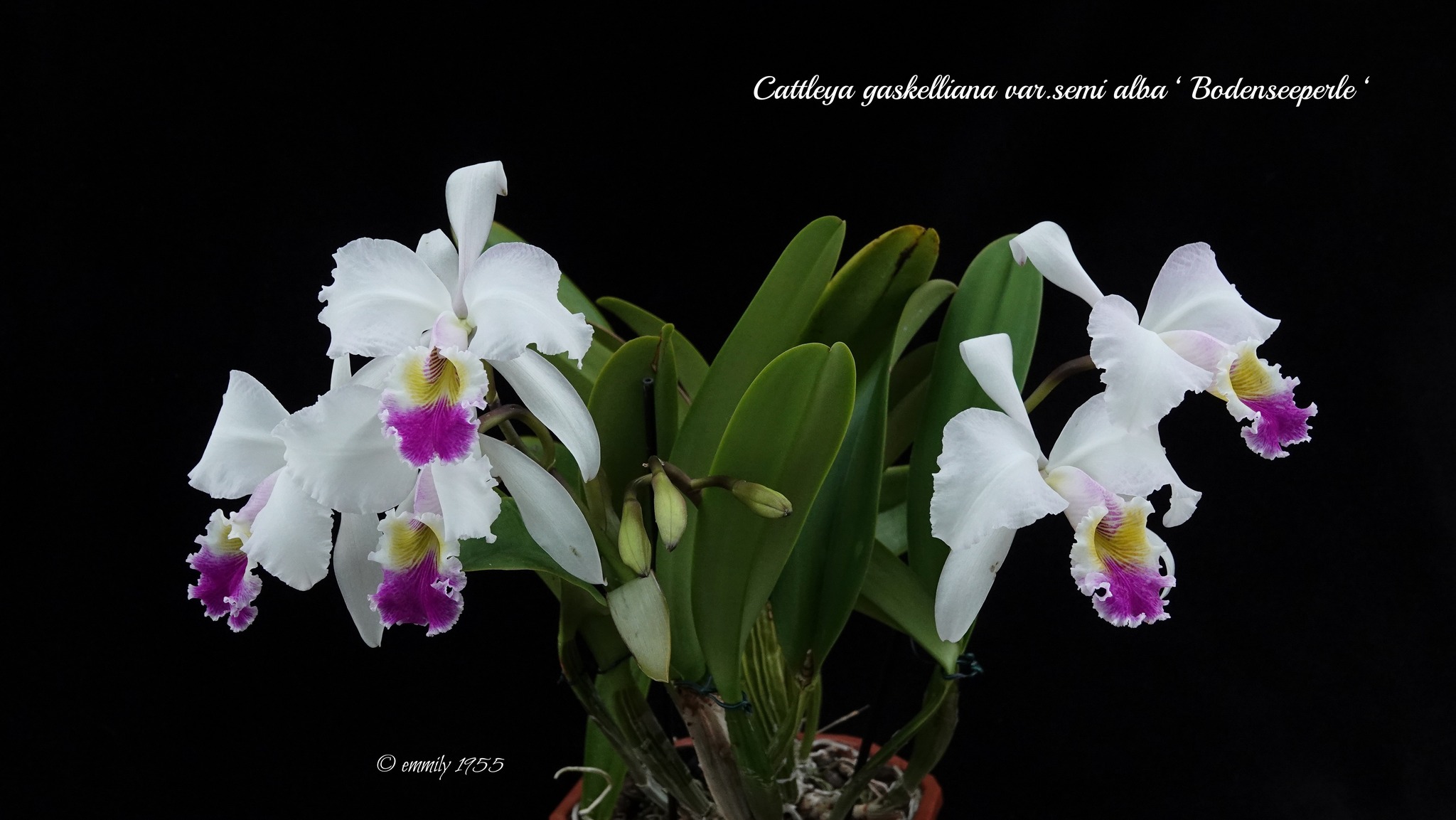 Cattleya Gaskelliana Var Semi Alba orchid