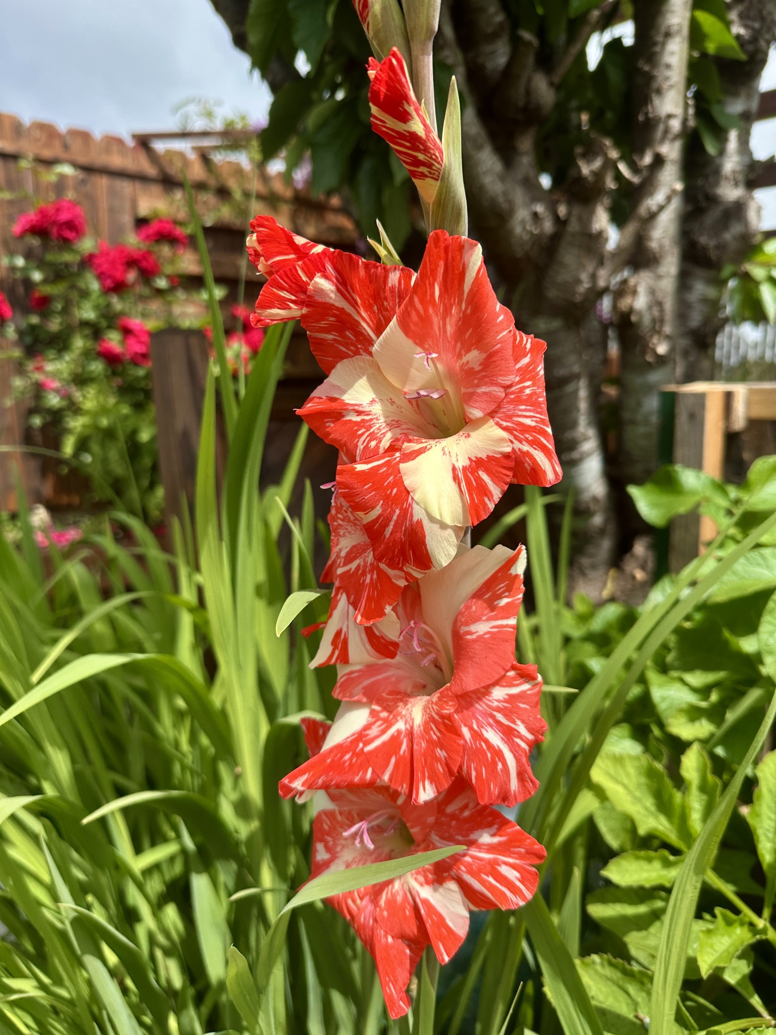 Zizanie Glad flower, also known as Candy Striper or peppermint, in