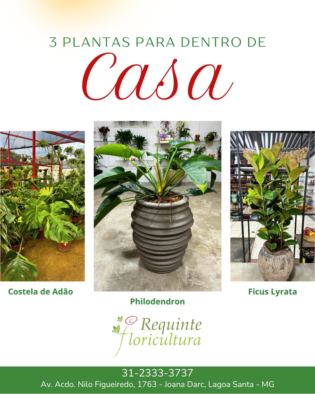 Requinte Floricultura | Lagoa Santa MG