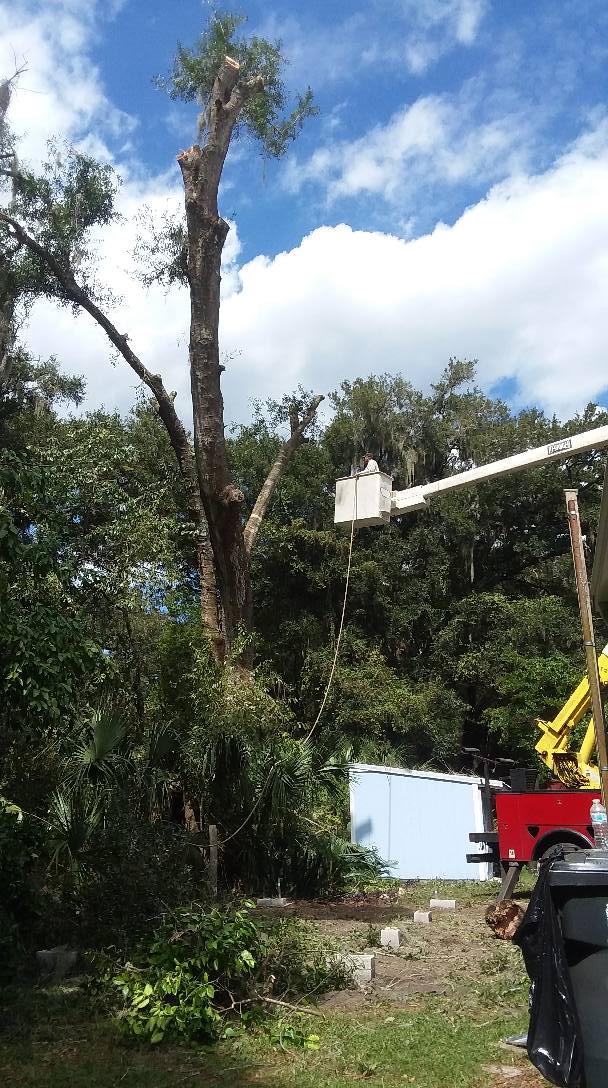 USA Lawn And Tree Service | Plant City FL