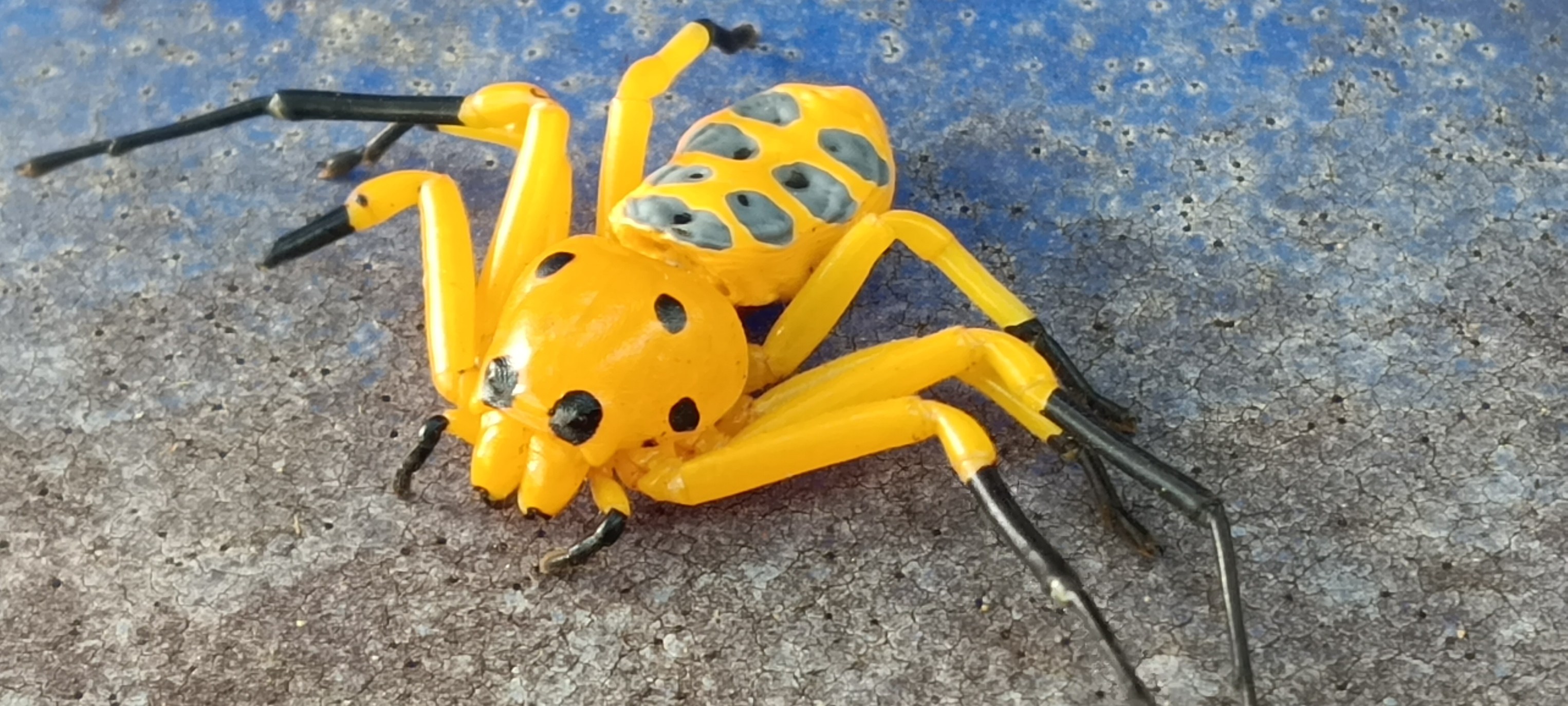 What spider species is this and is it dangerous?