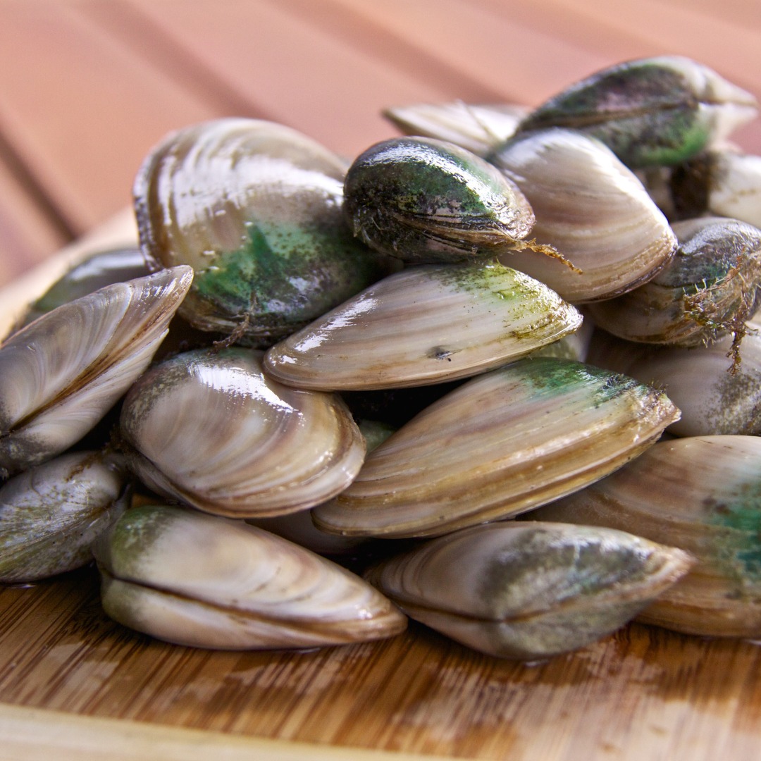 Mohimohi Moana - The pipi (paphies australis) is a bivalve... | Facebook