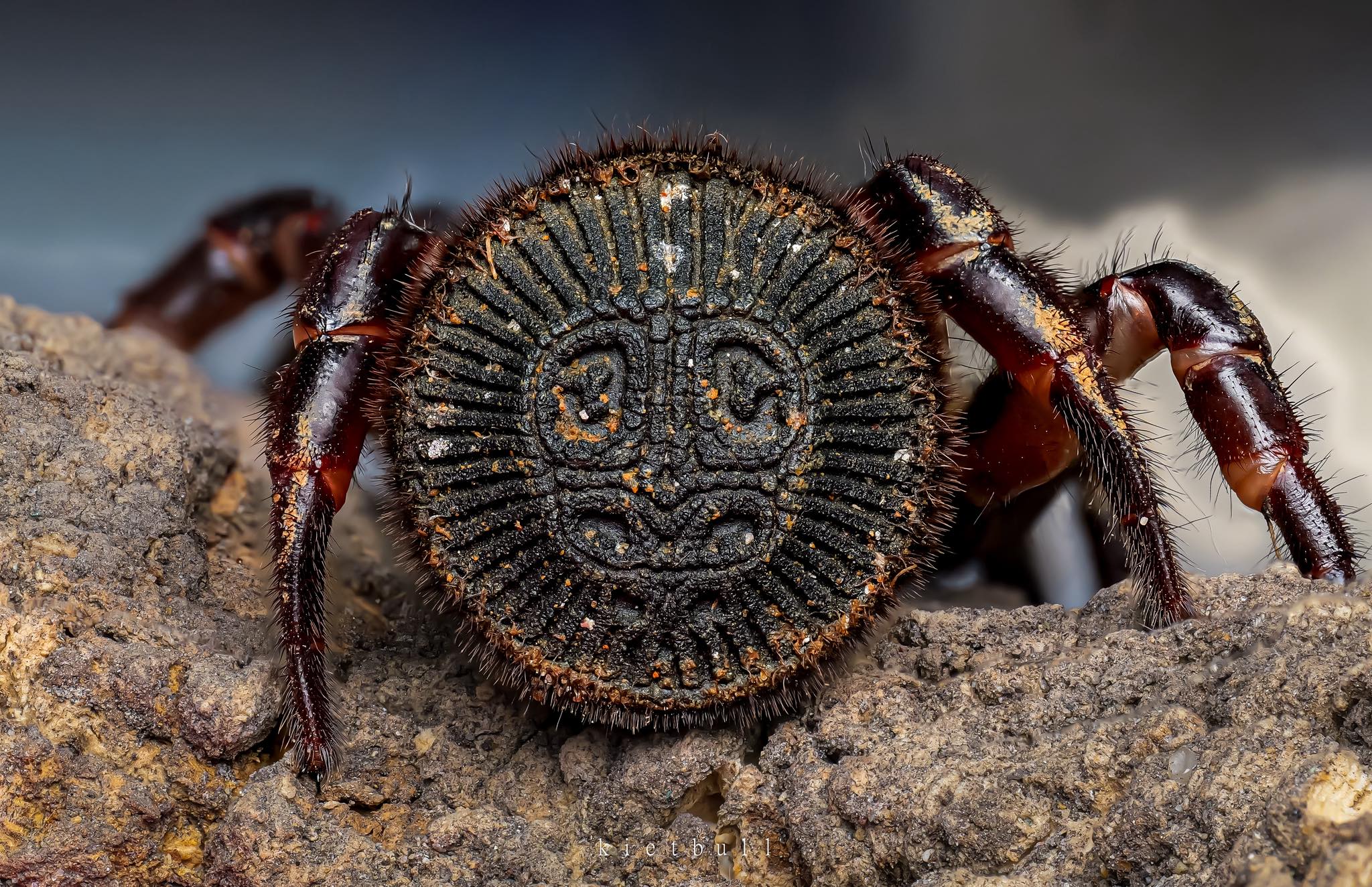 Aztec coin found near Chinese hourglass spider