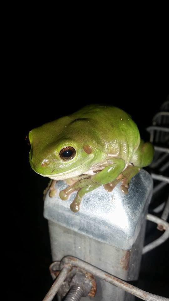 Check out this video... - Queensland Frog Society Inc.