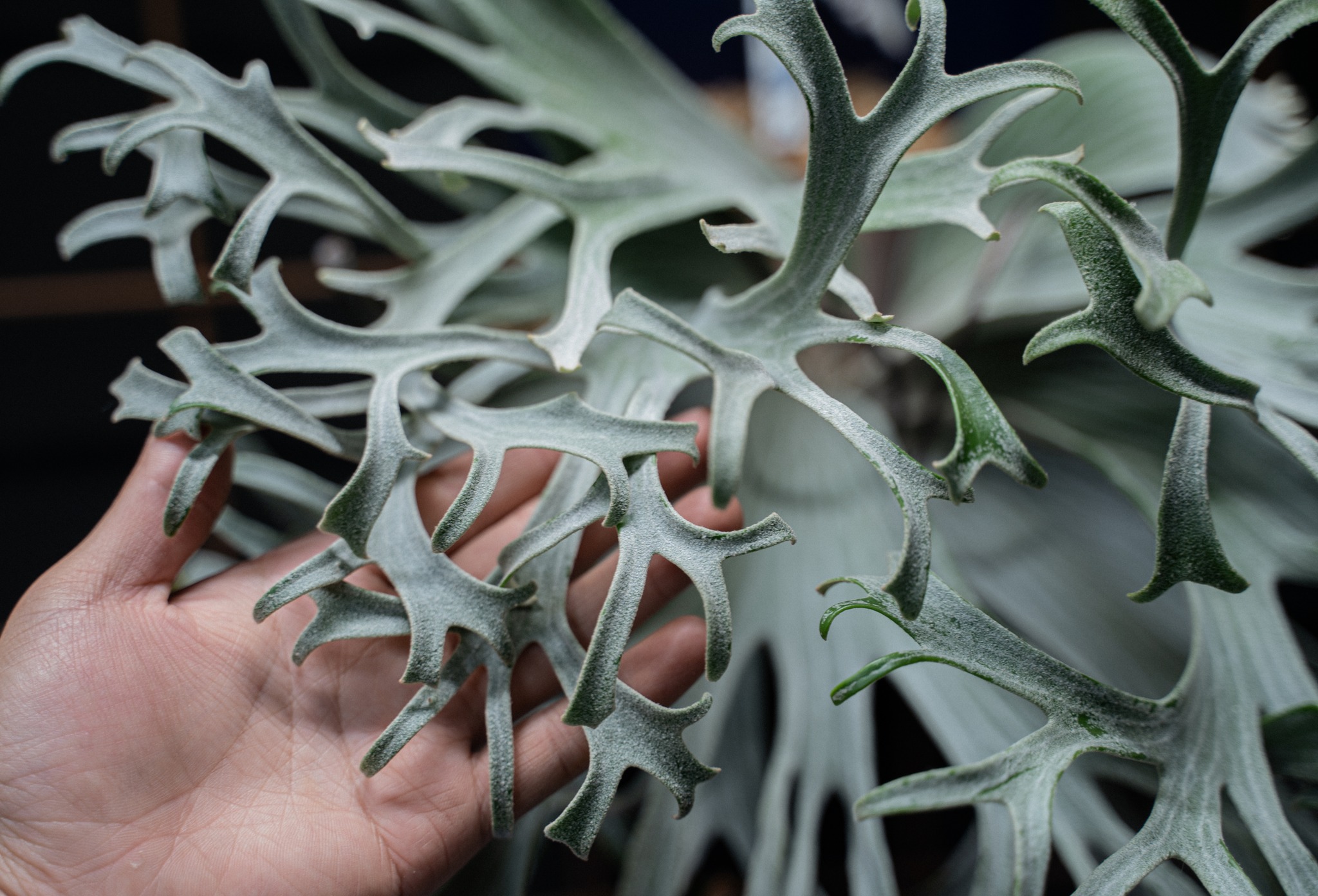 ? 稀有系• 三角龍【 P. Triceratops 】 TK 精選白翼孢子培育的稀有 