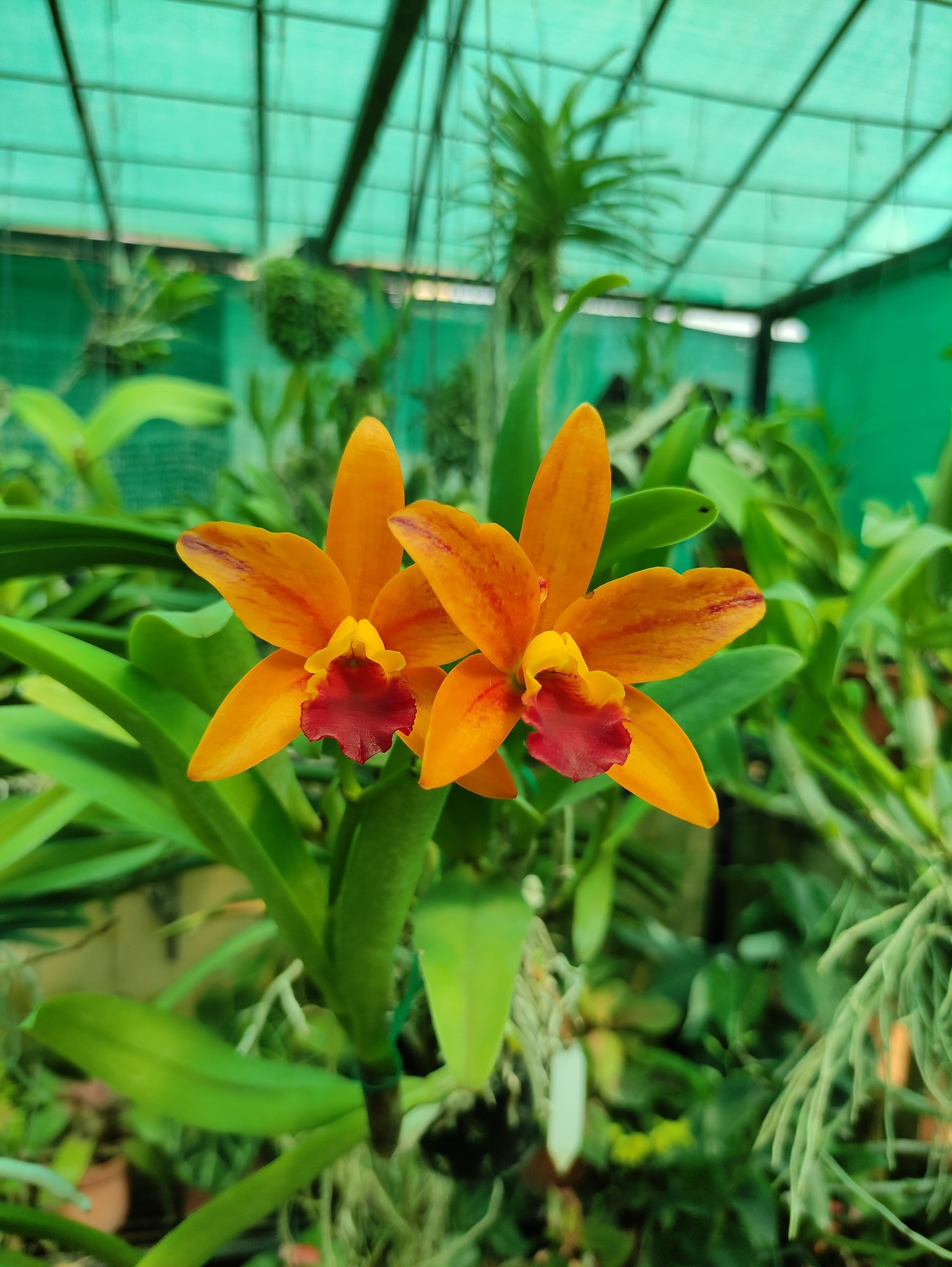 Cattleya 'netrasiri starbright orange' orchid