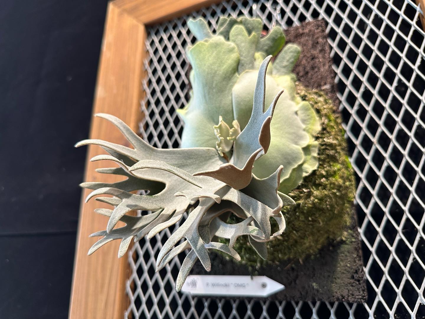 晴花鹿苑 - 《P.willinckii OMG》 這三個月臉長了三層，終於要冒新手了！ 看著超密的分岔 非常期待... | Facebook