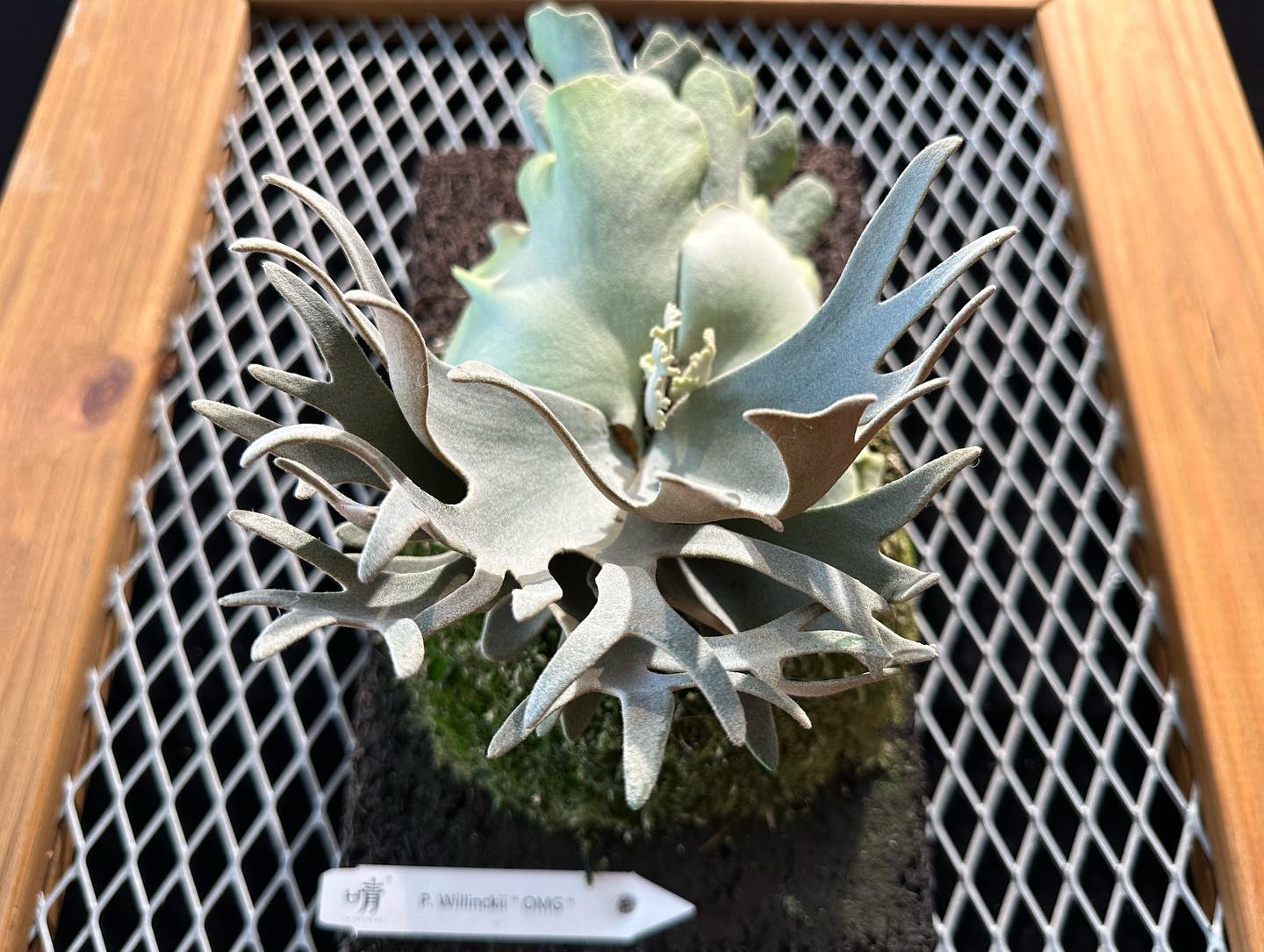 晴花鹿苑 - 《P.willinckii OMG》 這三個月臉長了三層，終於要冒新手了！ 看著超密的分岔 非常期待... | Facebook