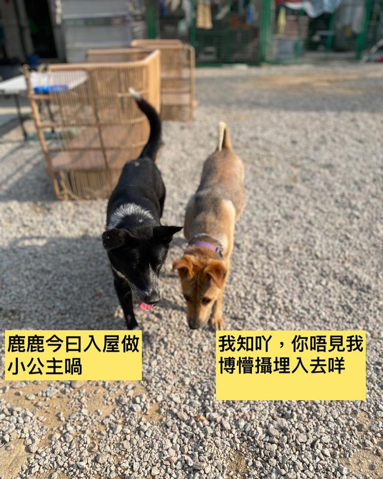 小編前幾日偷聽到丑丑與Bri... - 香港拯救貓狗協會 HK Saving Cat And Dog Association