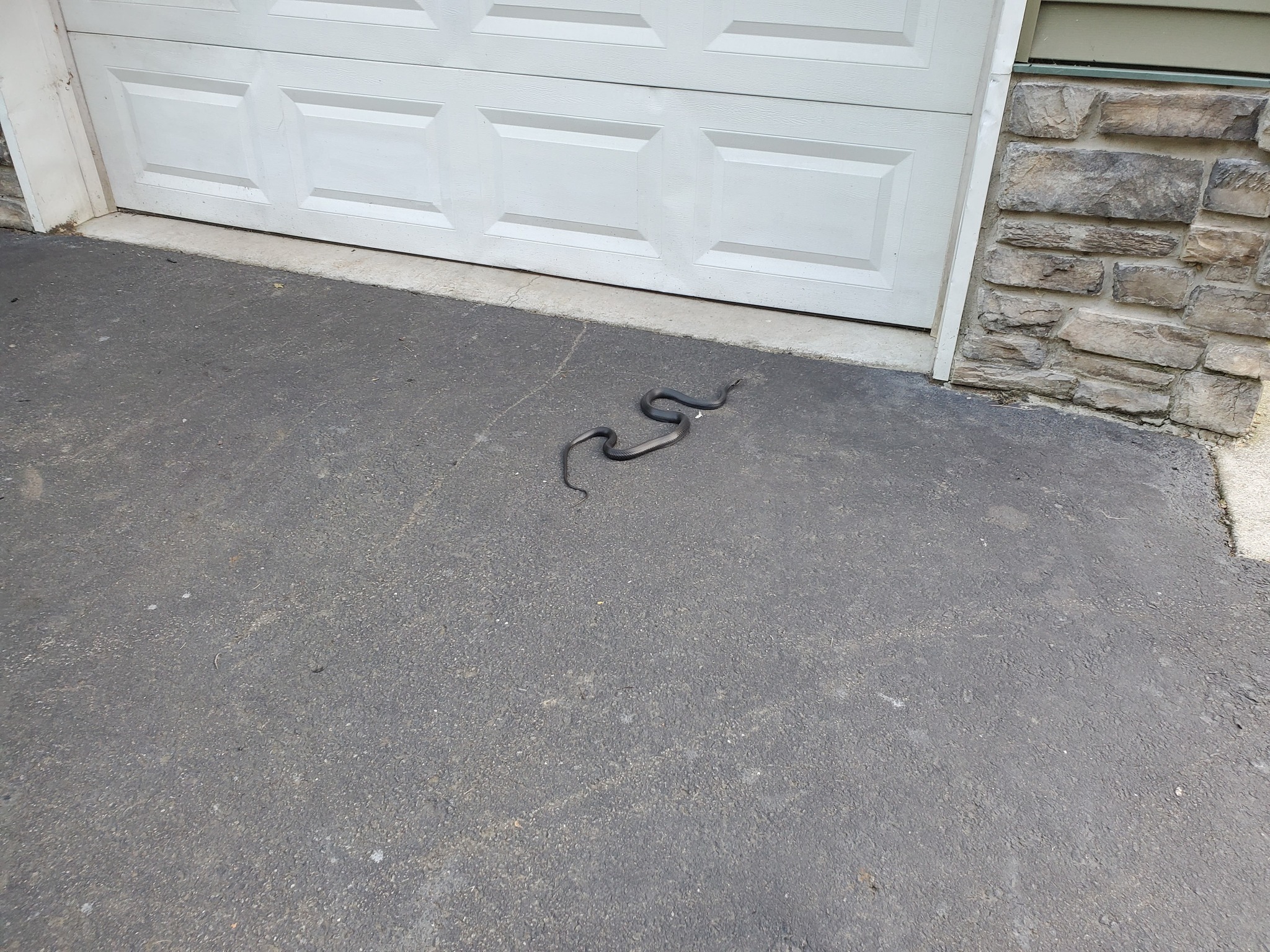 What species of snake is this in Lambertville, NJ and is it poisonous?