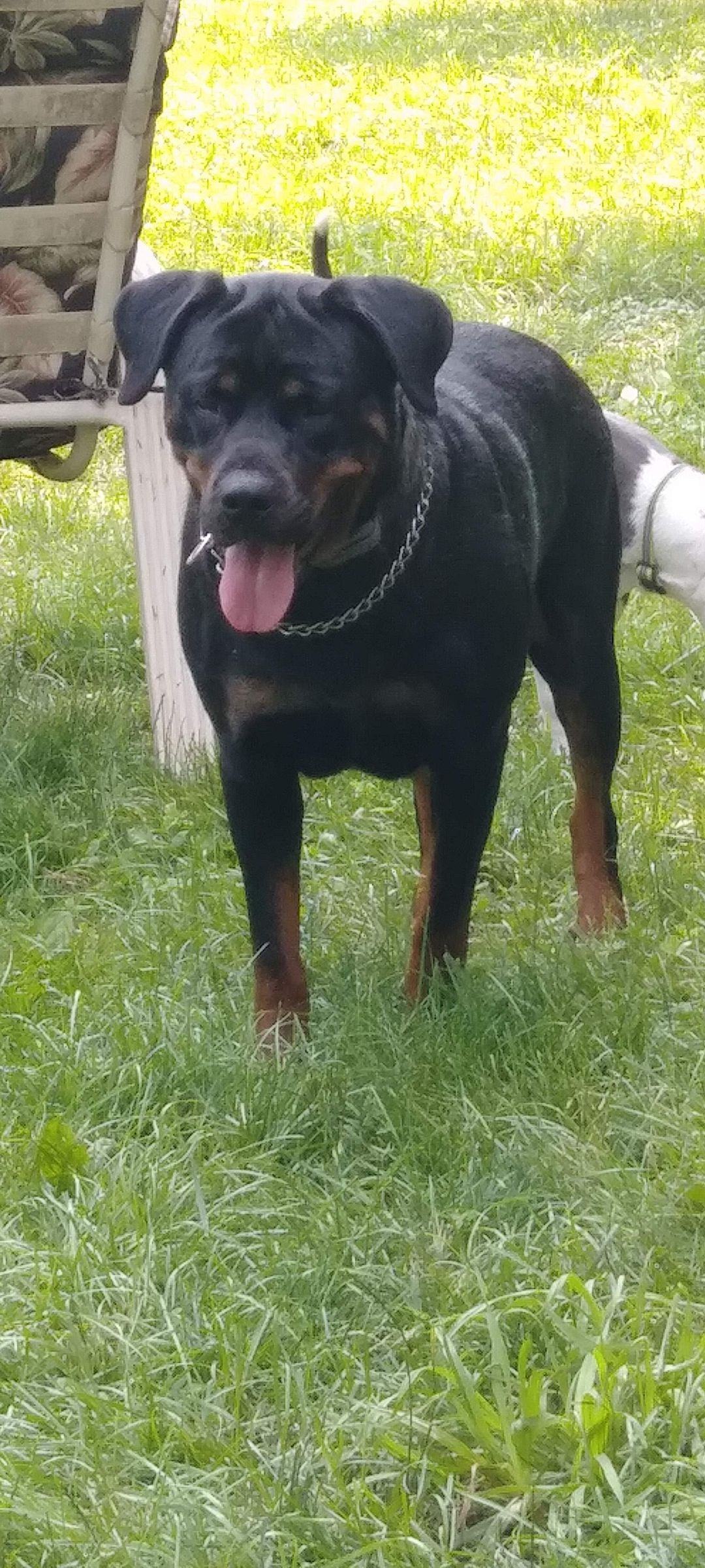 Columbiana County Ohio LOST and FOUND PETS | FOUND!Female rott mix ...