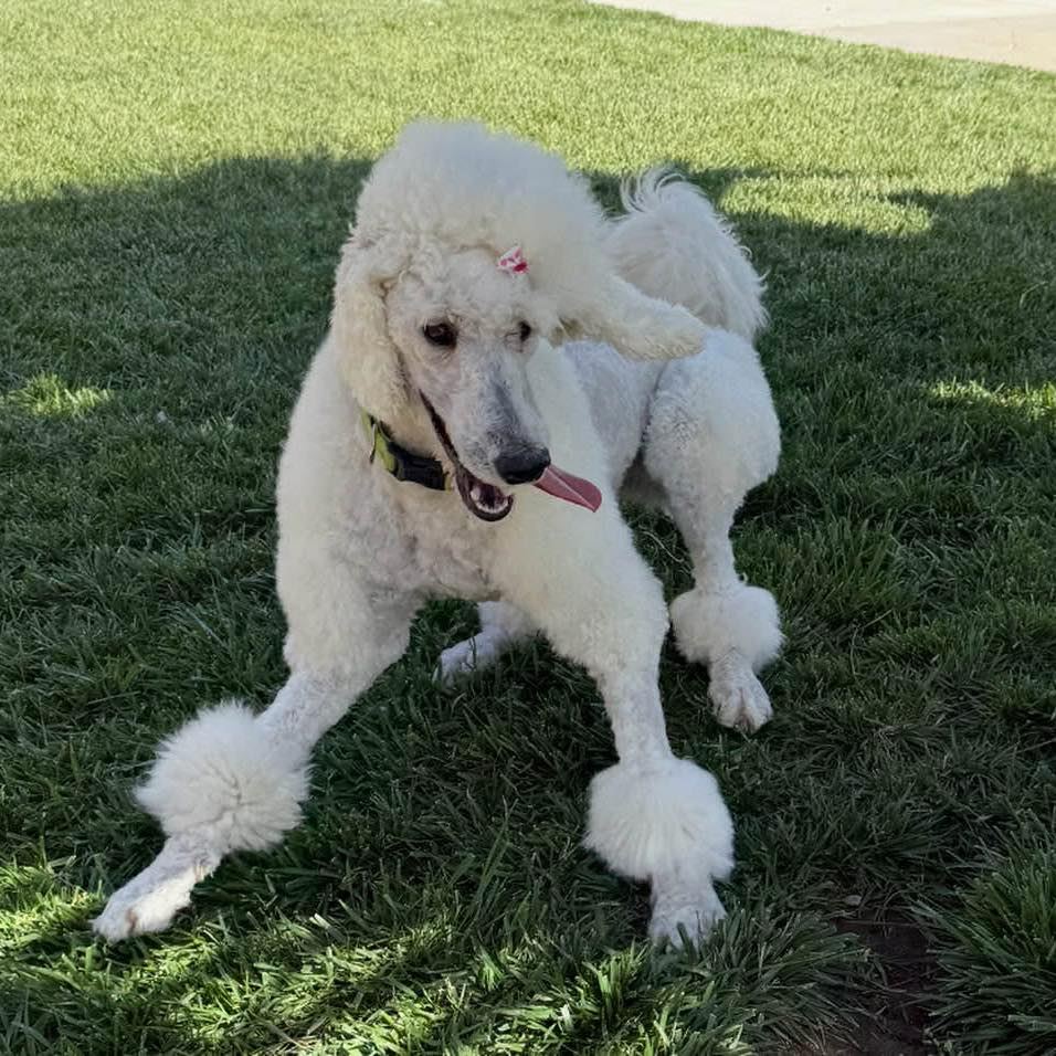 Poodles of the Inland Empire (PIE) | These boys be looking blue in ...