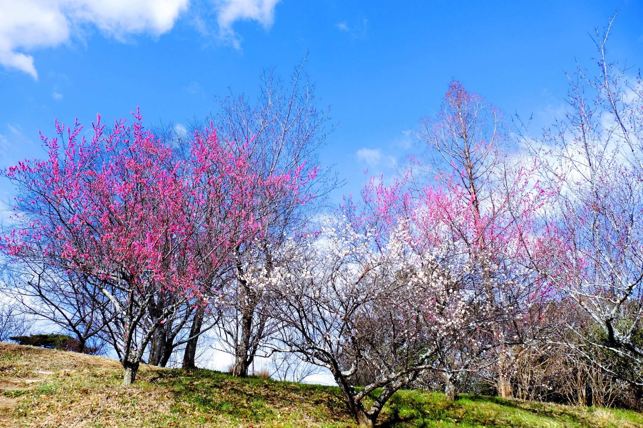 大和国 大和郡山の郷 大和民俗公園散策にて? きょうは 紅梅 をUPし 