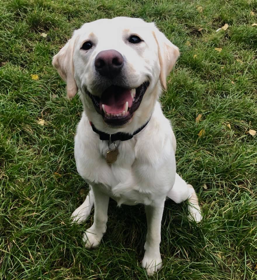 HAPPY Friday! 🐶😁 Labrador... - Guide Dogs Midlands and East | Facebook