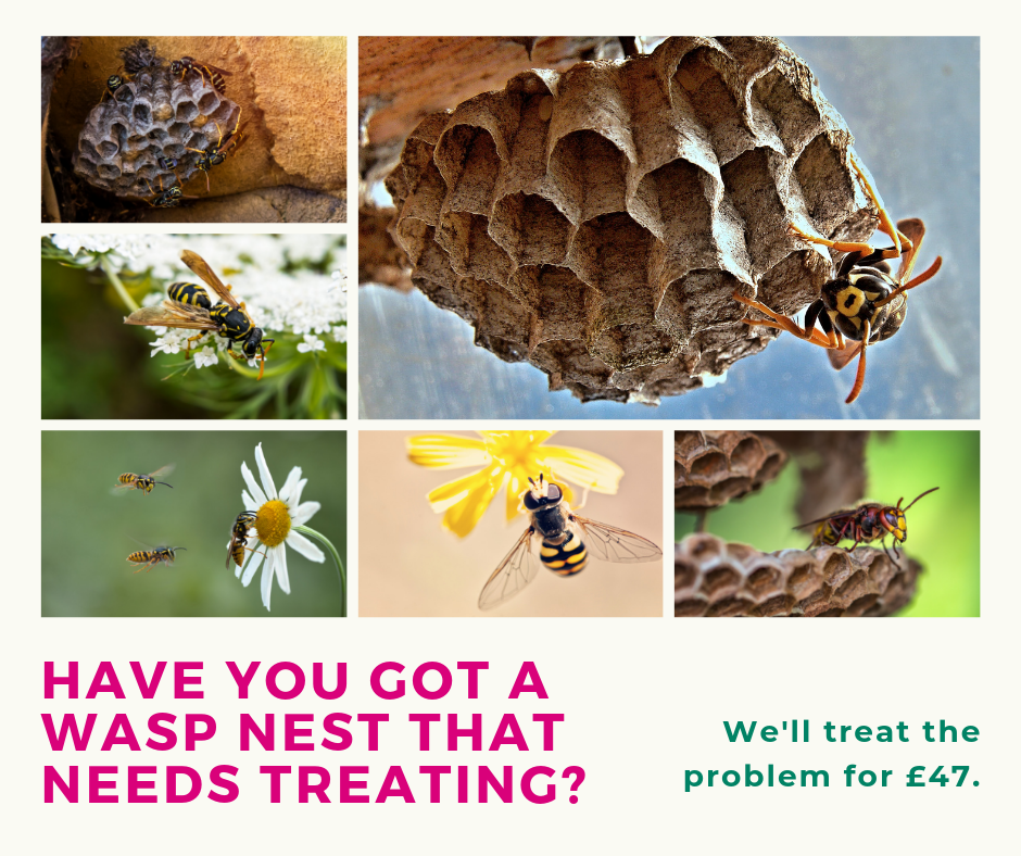 East Riding of Yorkshire Council - Wasps causing a nuisance? 🐝 Treating ...