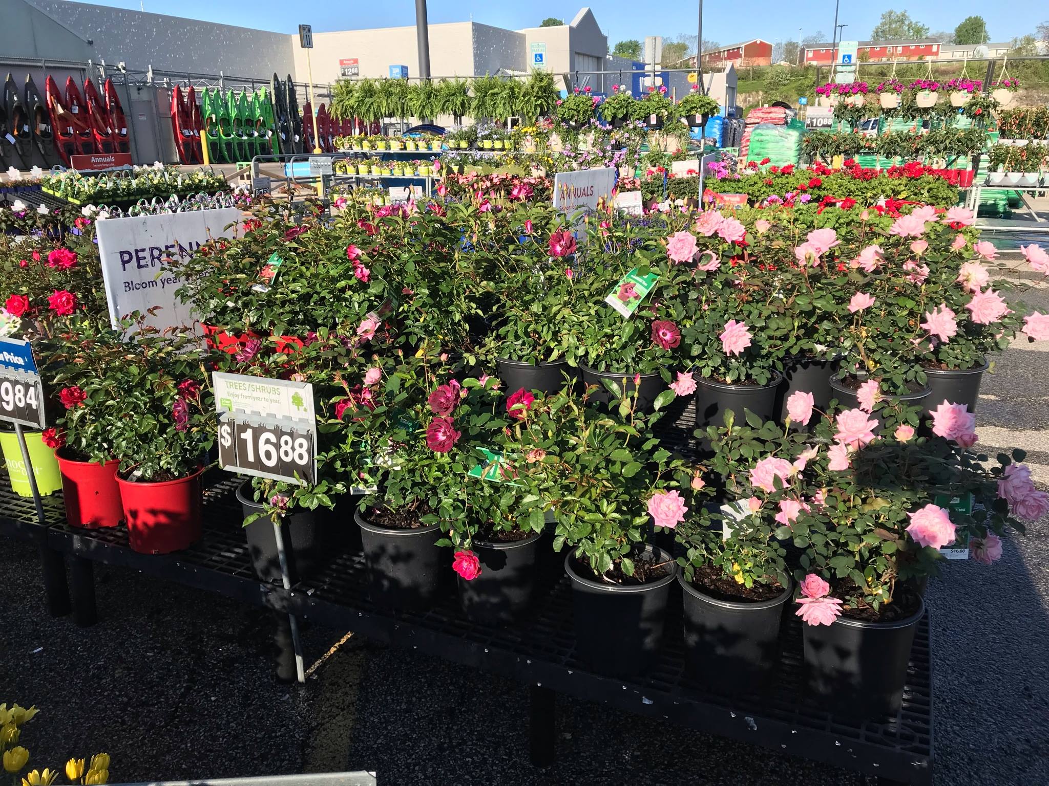 The 🌹🌷💐Roses are in... - Walmart Huntington - US Route 60