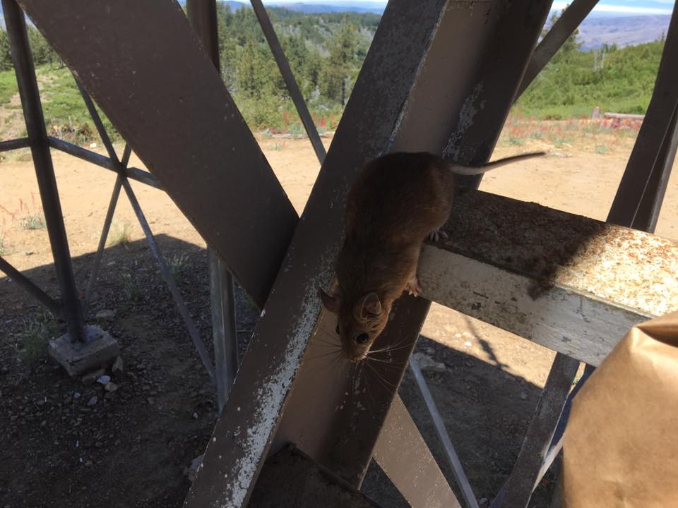 Forest - After being closed for 19 years, the inhabitants of Chews ...