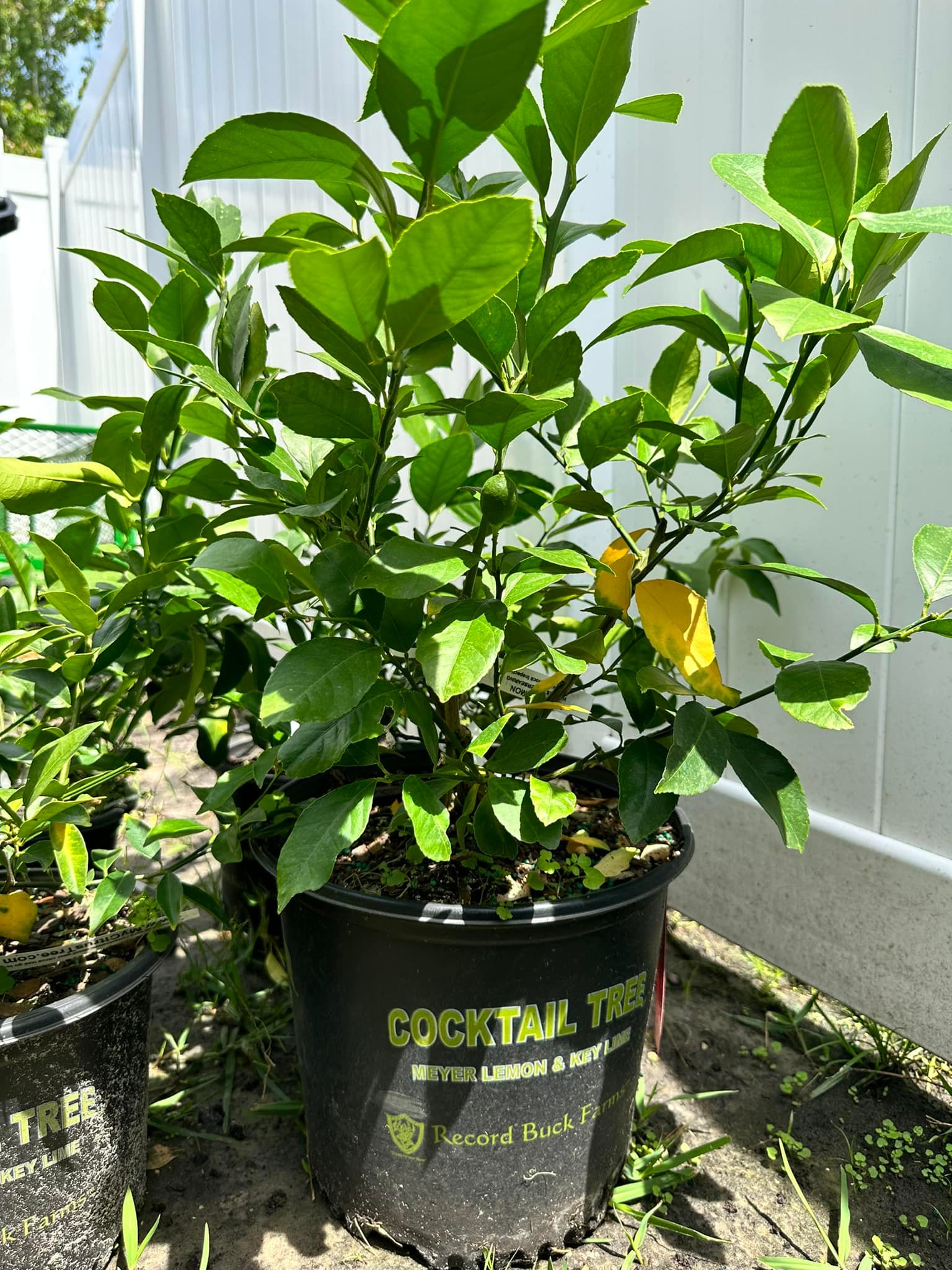 We currently have fresh stock of all of... - Fruit Trees Only | Facebook