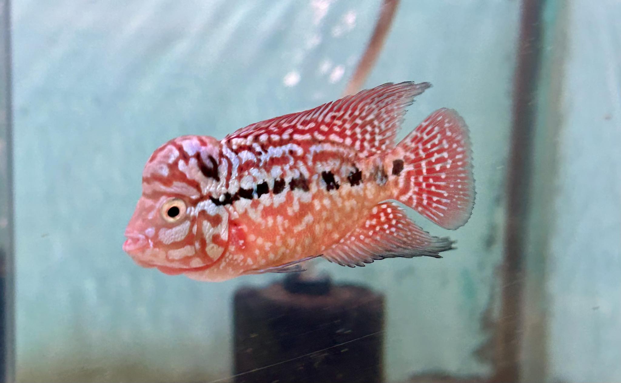 Tanawat Samutmolee