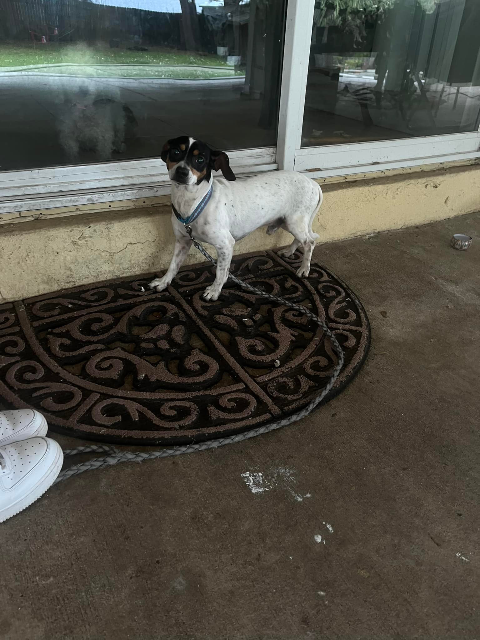 Found dog on Rolling Green Drive with leash