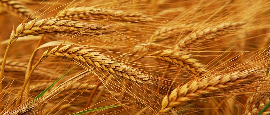 Шимт Агро Холдинг/... - Шимт Агро Холдинг/ Shimt Agro Holding