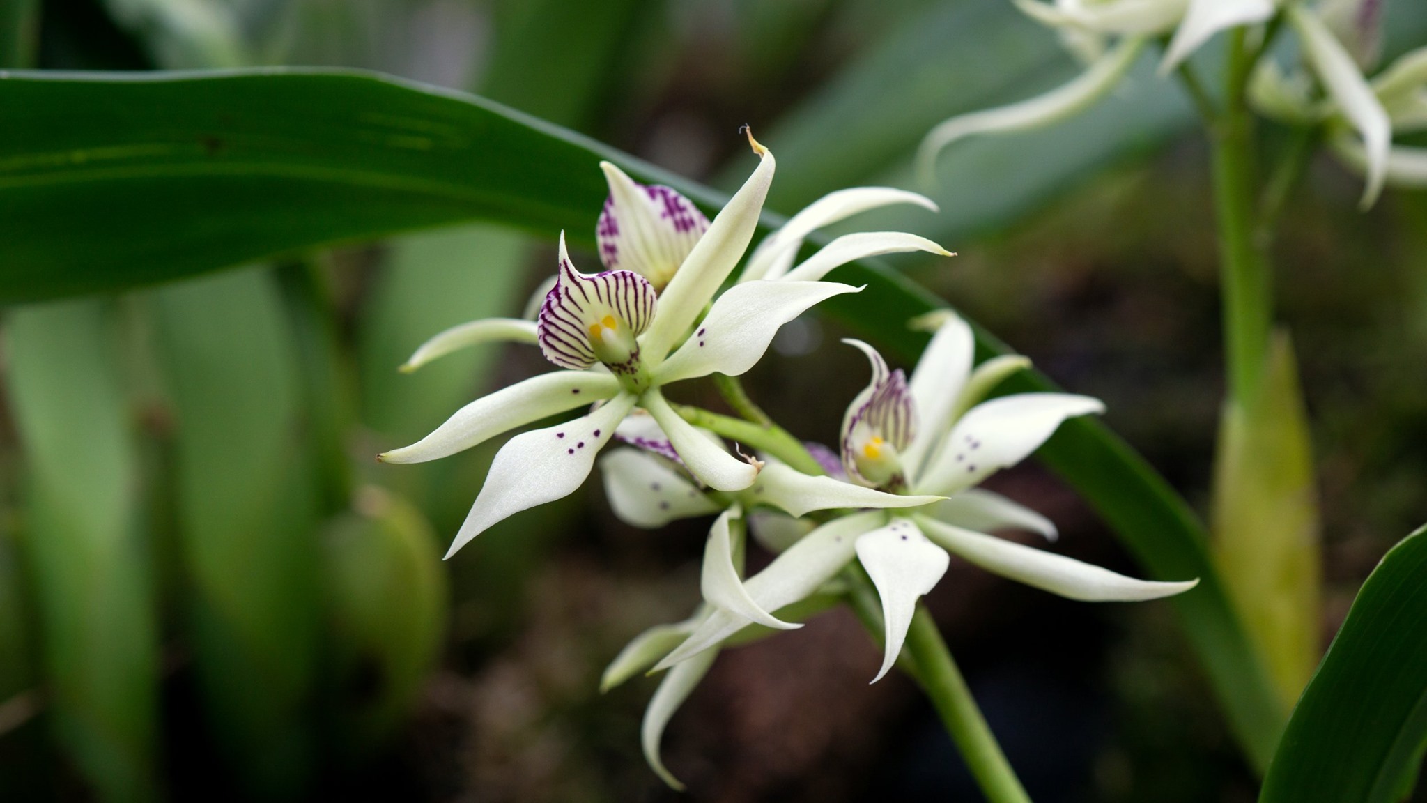 🌿✨ Ansellia africana is a species with a strong and pleasant