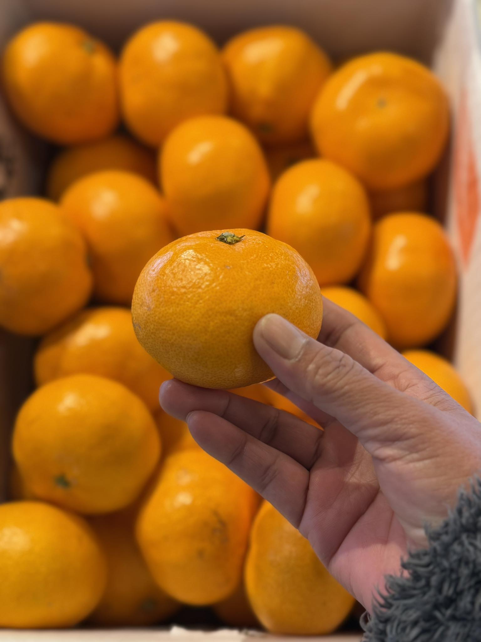 Japanese Mikan Gift Box 🇯🇵🍊 Mikan Gift Box from Wakayama