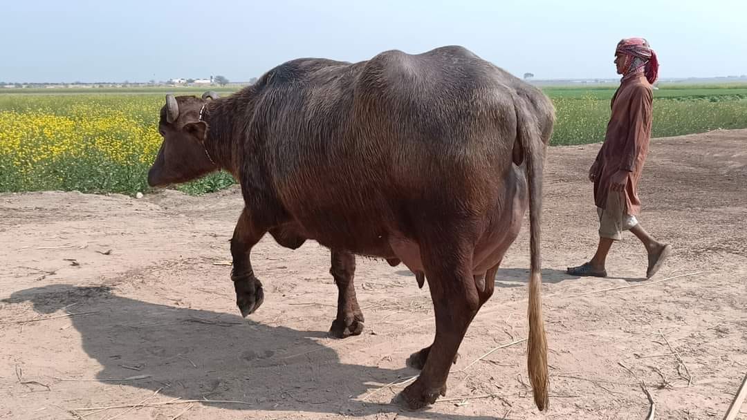 Nili Ravi Buffalo Dairy added a... - Nili Ravi Buffalo Dairy