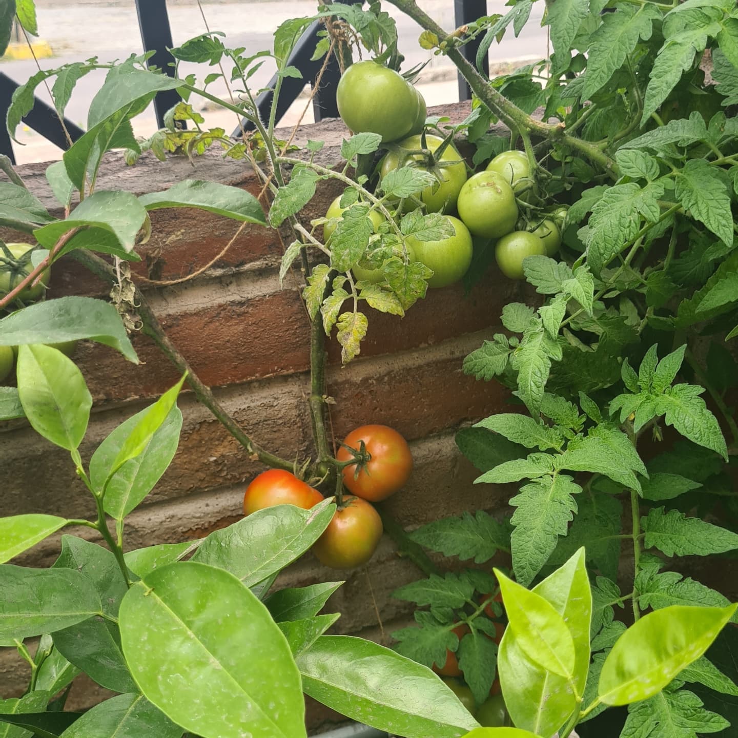 Sabías que el tomate riñon Protege la... - Plantas Don Victor