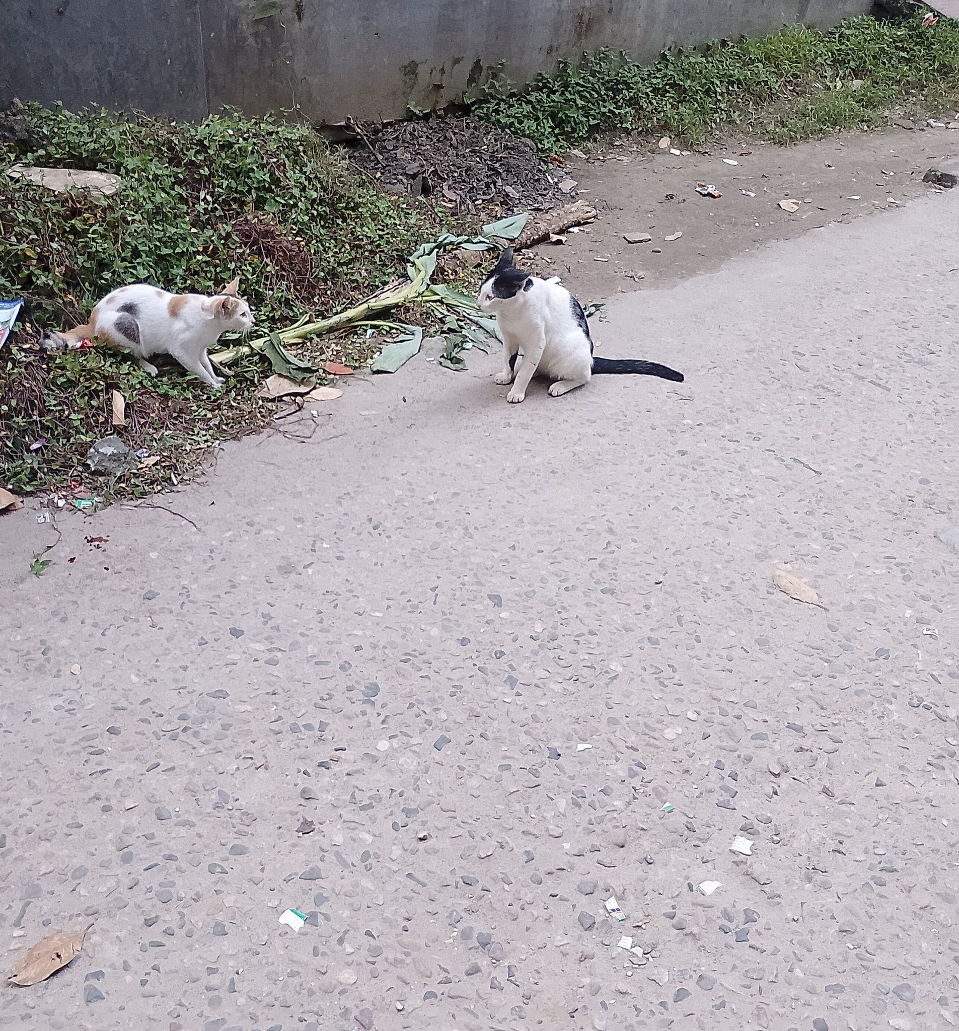 🐈🐈‍⬛ Japanese cat fight is on !! One wearing a backpack