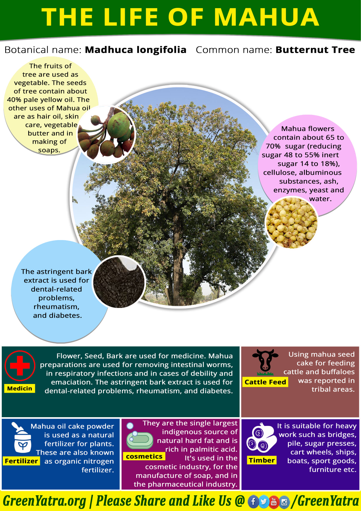 Green Yatra - The life of Mahua Tree #GreenYatra... | Facebook