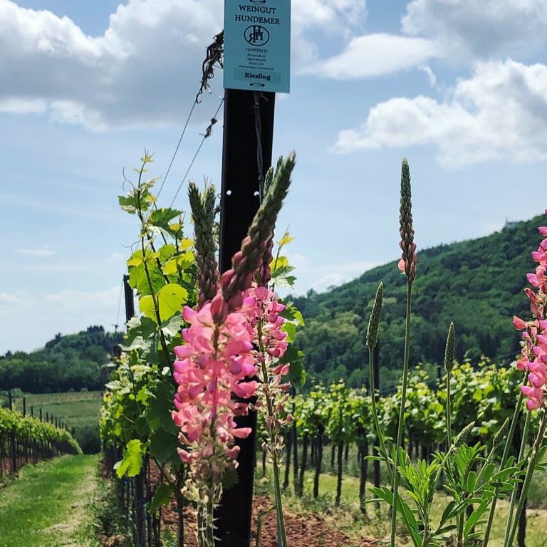 Weingut Hundemer - Home | Facebook
