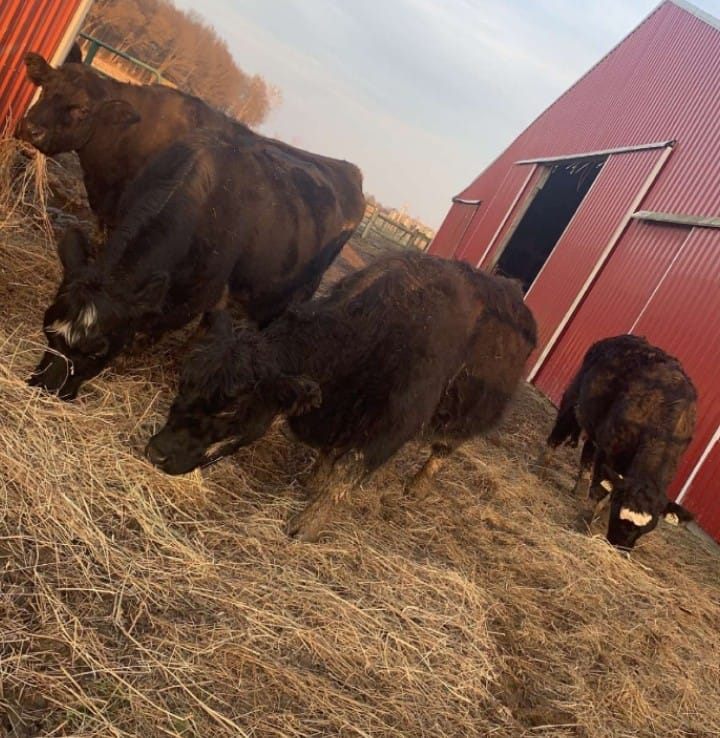 Sanders Show Cattle | Columbus IN