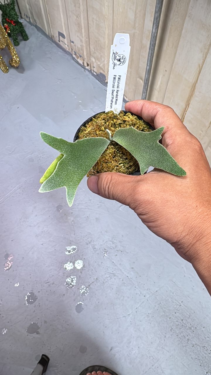 LittleFern由来 HM×Dwarf Photharam MixSpore 來源泰國🇹🇭little Fern Harvest Moon Dwarf Photharam 2380