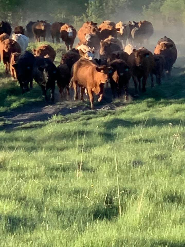 Pasture move day 2. Not sure it... - Briar Ridge Stock Farm