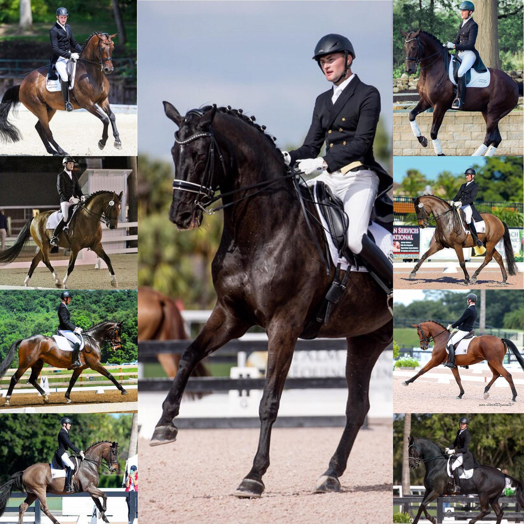 ⚫️TWO OPENINGS FOR STALLS AND... - Stephen Hayes Dressage | Facebook