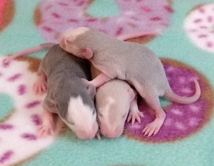 This is a beautiful rainbow... - Tiny Toes and Tails Rattery